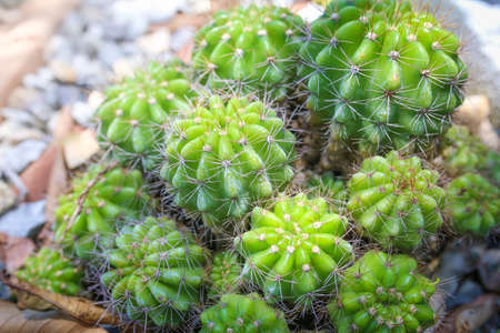 Close up of green cactus, Echinopsis calochlora K.Schum. home interior.の写真素材