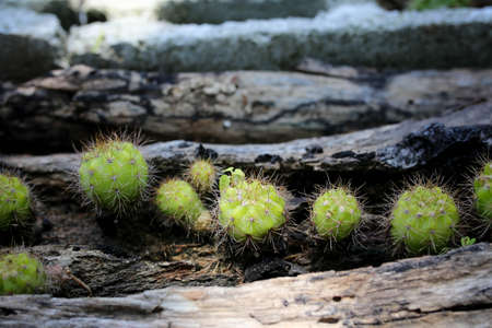 Close up of green cactus, Echinopsis calochlora K.Schum. home interior.の写真素材