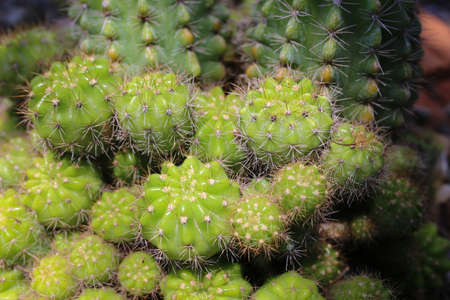 Close up of green cactus, Echinopsis calochlora K.Schum. home interior.の写真素材
