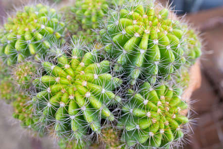 Close up of green cactus, Echinopsis calochlora K.Schum. home interior.の写真素材
