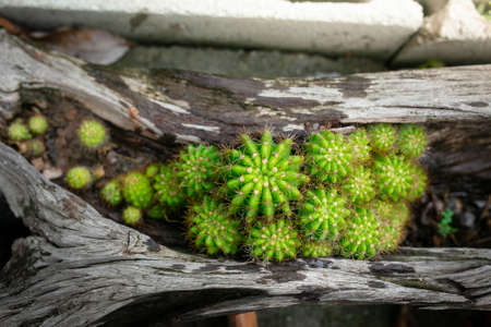 Close up of green cactus, Echinopsis calochlora K.Schum. home interior.の写真素材