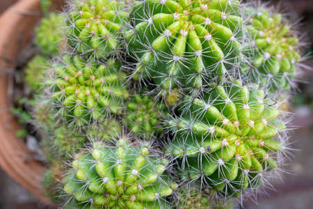 Close up of green cactus, Echinopsis calochlora K.Schum. home interior.の写真素材