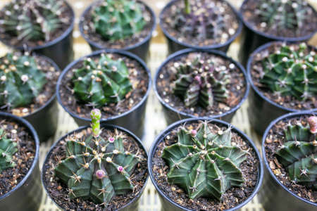 Many green Gymnocalycium cactus in a pot.の写真素材