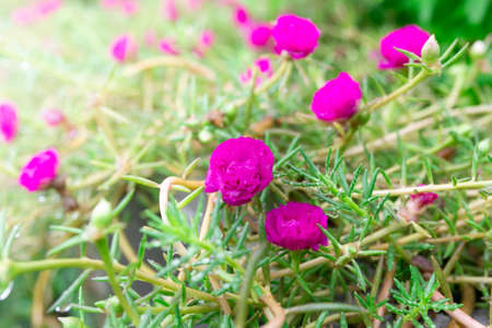moss rose, portulaca grandiflora, japanese rose, sun plant or purslane blooming on the flower garden with green leaves background.の写真素材