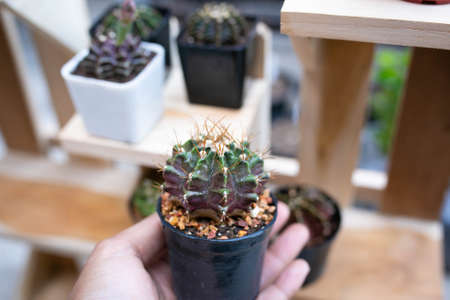 Many green Gymnocalycium cactus in a pot.の写真素材