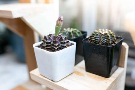 Many green Gymnocalycium cactus in a pot.の写真素材