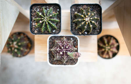Many green Gymnocalycium cactus in a pot.の写真素材