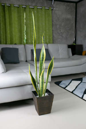 Decorative sansevieria plants in interior of room, Plants for purify the air.の写真素材