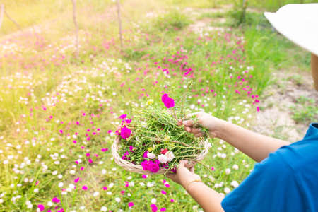 moss rose, portulaca grandiflora, japanese rose, sun plant or purslane blooming on the flower garden with green leaves background.の写真素材