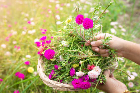 moss rose, portulaca grandiflora, japanese rose, sun plant or purslane blooming on the flower garden with green leaves background.の写真素材