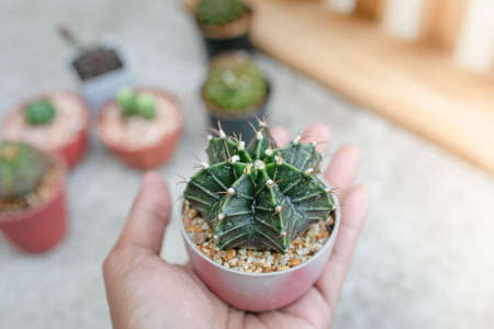 Close up of Gymnocalycium cactus in a pot.の写真素材