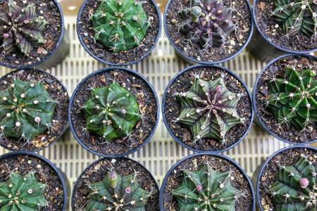 Many green Gymnocalycium cactus in a pot.の写真素材