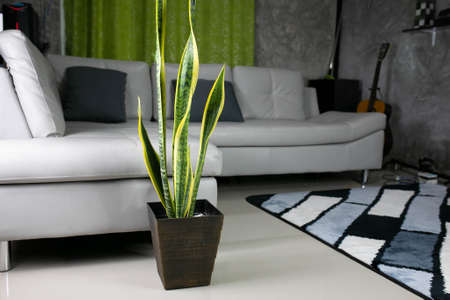 Decorative sansevieria plants in interior of room, Plants for purify the air.の写真素材