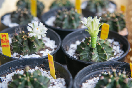 Green Gymnocalycium with flowers cactus in a pot.の写真素材
