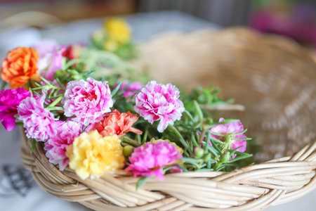 Colorful of moss rose, portulaca grandiflora, japanese rose. Beautiful sun plant.の写真素材