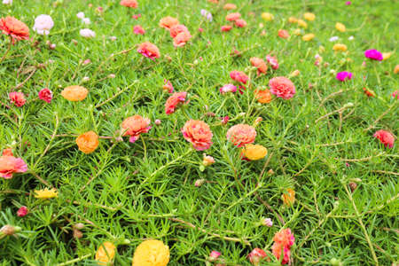 Colorful of moss rose, portulaca grandiflora, japanese rose. Beautiful sun plant.の写真素材