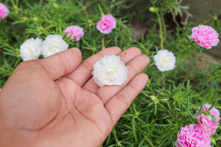 Colorful of moss rose, portulaca grandiflora, japanese rose. Beautiful sun plant.の写真素材