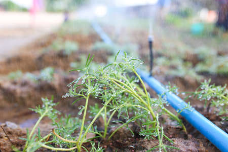 Planting flower Grandiflora, japanese rose. Beautiful sun plant.の写真素材