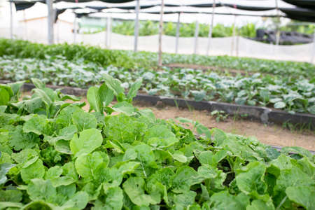 organic vegetables in the garden.の写真素材