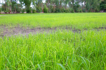 Green Rice fields at morning.の写真素材