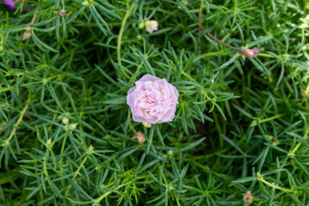 Flower Grandiflora, japanese rose. Beautiful sun plant.の写真素材