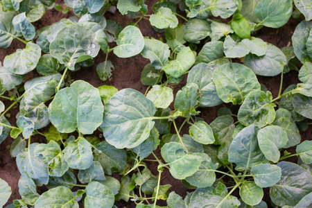organic vegetables in the garden.の写真素材
