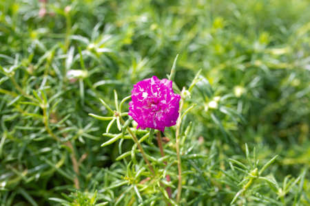 Flower Grandiflora, japanese rose. Beautiful sun plant.の写真素材