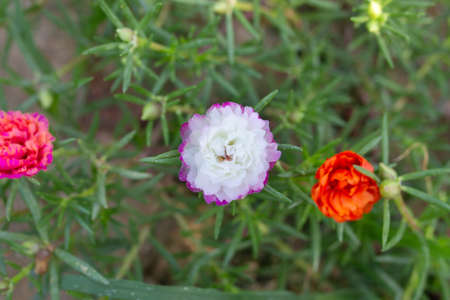 Flower Grandiflora, japanese rose. Beautiful sun plant.の写真素材