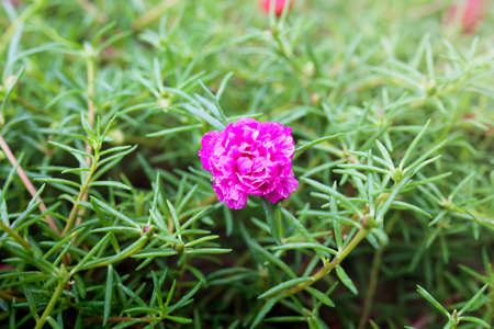 Flower Grandiflora, japanese rose. Beautiful sun plant.の写真素材