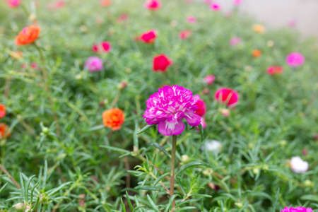 Flower Grandiflora, japanese rose. Beautiful sun plant.の写真素材