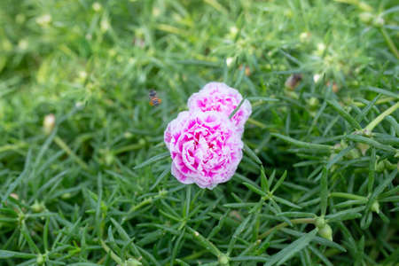 Flower Grandiflora, japanese rose. Beautiful sun plant.の写真素材