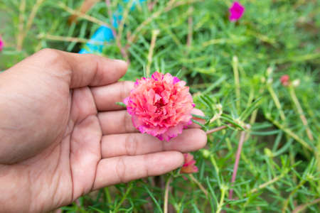 Flower Grandiflora, japanese rose. Beautiful sun plant.の写真素材