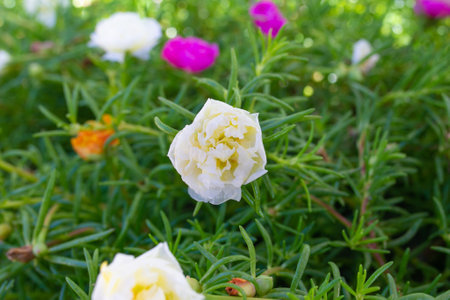 Flower Grandiflora, japanese rose. Beautiful sun plant.