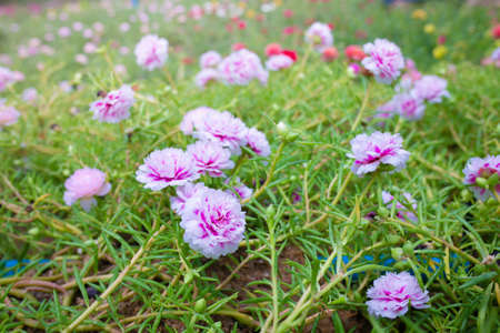 Colorful flower Grandiflora, japanese rose or Mose Rose. Beautiful sun plant.の写真素材