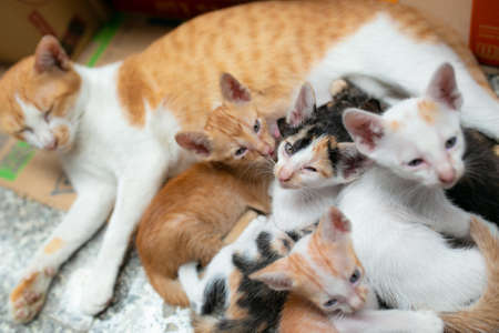 Mama cat and 5 kitten, they are only one months old.の写真素材