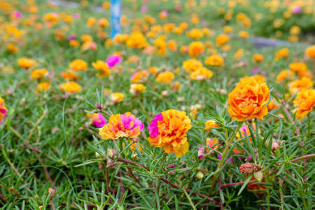 Colorful flower Grandiflora, japanese rose or Mose Rose. Beautiful sun plant.の写真素材