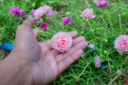 Colorful flower Grandiflora, japanese rose or Mose Rose. Beautiful sun plant.の写真素材