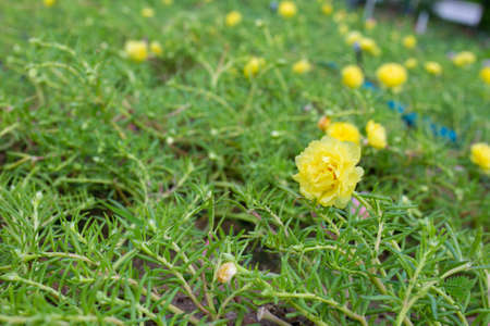 Colorful flower Grandiflora, japanese rose or Mose Rose. Beautiful sun plant.の写真素材