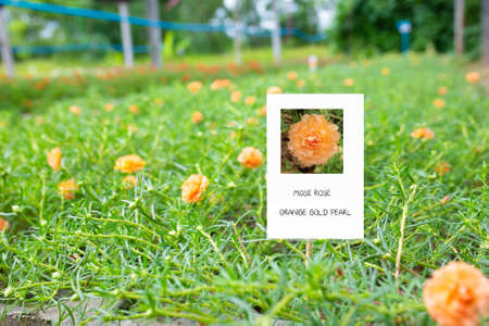 Colorful flower Grandiflora, japanese rose or Mose Rose. Beautiful sun plant.の写真素材