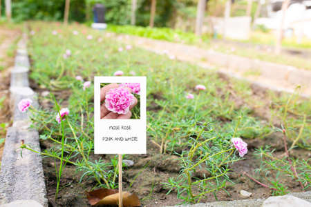 Colorful flower Grandiflora, japanese rose or Mose Rose. Beautiful sun plant.の写真素材
