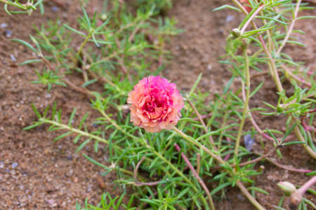 Colorful flower Grandiflora, japanese rose or Mose Rose. Beautiful sun plant.の写真素材