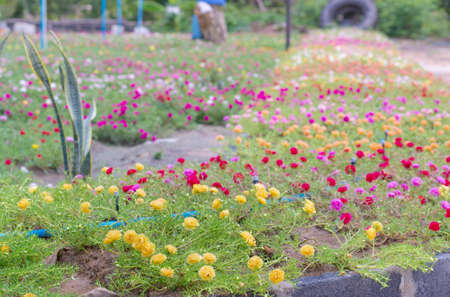 Colorful flower Grandiflora, japanese rose or Mose Rose. Beautiful sun plant.の写真素材
