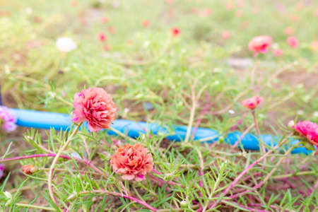 Colorful flower Grandiflora, japanese rose or Mose Rose. Beautiful sun plant.の写真素材