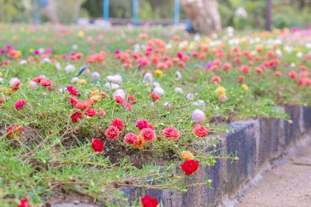 Colorful flower Grandiflora, japanese rose or Mose Rose. Beautiful sun plant.の写真素材