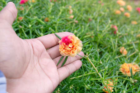 Two tone color of Grandiflora, japanese rose or Mose Rose. Beautiful sun plant.の写真素材
