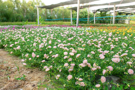 Colorful flower Grandiflora, japanese rose or Mose Rose. Beautiful sun plant.の写真素材