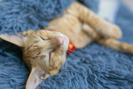 Cute kitten, sleeping comfortably on the soft carpet.の写真素材