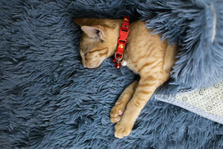 Cute kitten, sleeping comfortably on the soft carpet.の写真素材