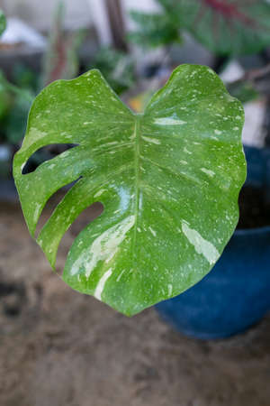 Monstera Thai Constellation leaf close up.の写真素材