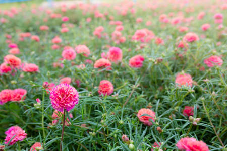 Colorful flower Grandiflora, japanese rose or Mose Rose. Beautiful sun plant.の写真素材